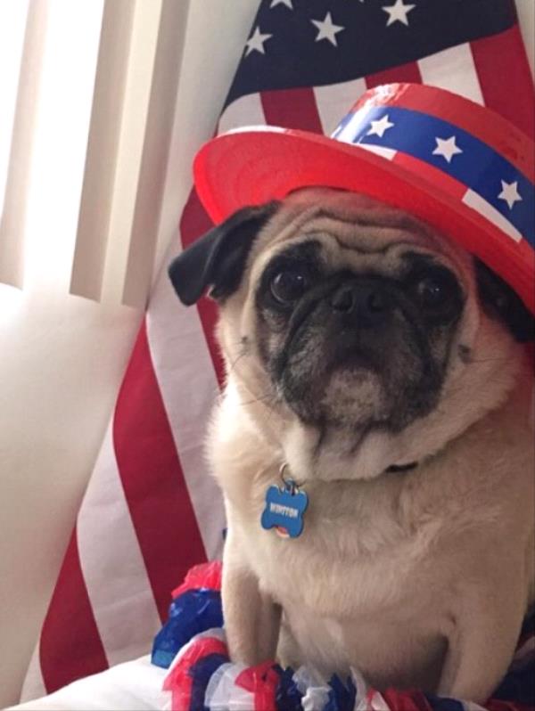 /images/uploads/pug nation rescue of los angeles/2018pugnation/entries/6074thumb.jpg